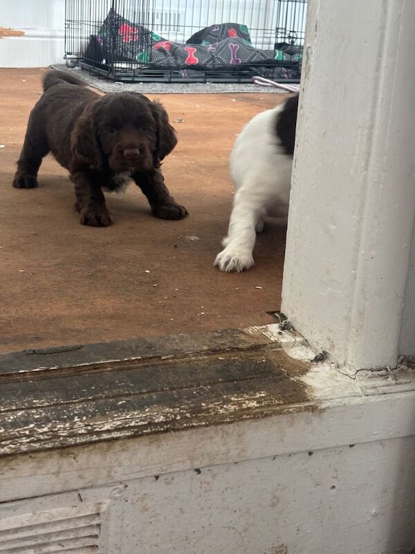 Boy sprocker spaniel pup - Image 6 of 6