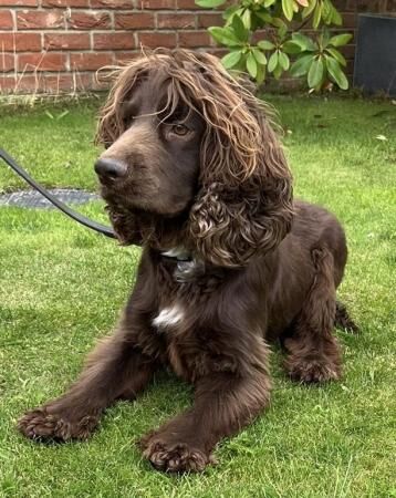 Cocker Spaniel puppies for sale in Wisbech, Cambridgeshire – 4 years old - Image 1 of 5