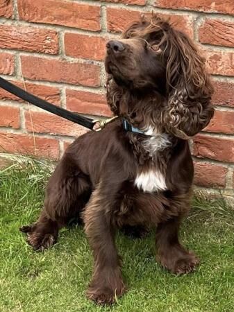Cocker Spaniel puppies for sale in Wisbech, Cambridgeshire – 4 years old - Image 2 of 5