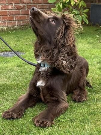 Cocker Spaniel puppies for sale in Wisbech, Cambridgeshire – 4 years old - Image 3 of 5