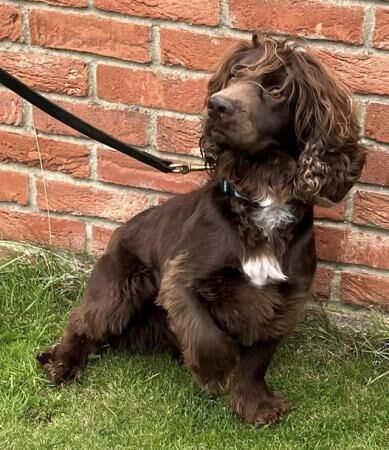 Cocker Spaniel puppies for sale in Wisbech, Cambridgeshire – 4 years old - Image 4 of 5