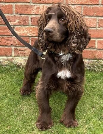 Cocker Spaniel puppies for sale in Wisbech, Cambridgeshire – 4 years old - Image 5 of 5
