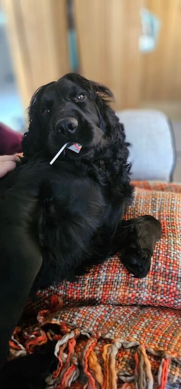 Cocker Spaniel puppies for sale in Maghera, County Londonderry – KC registered, 4 years old