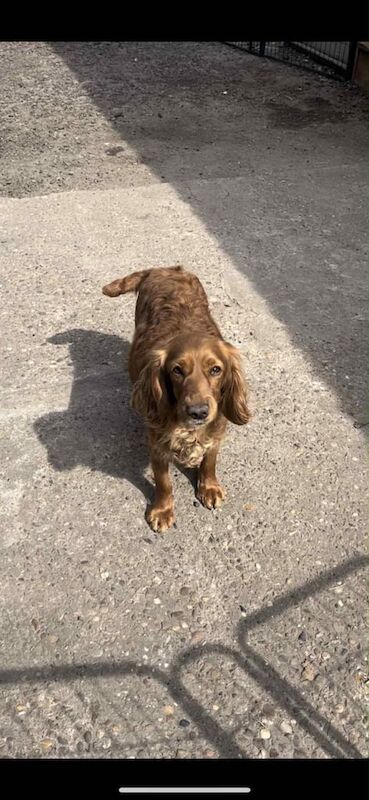 Cocker Spaniel puppies for sale in Solihull, West Midlands – 4 years old