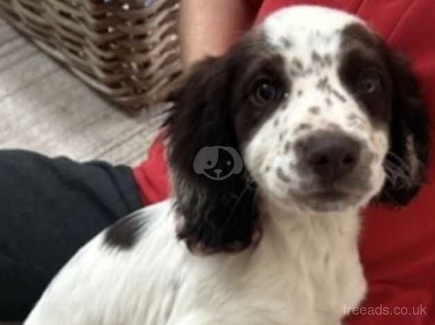 Cocker Spaniel puppies for sale in Aldershot, Surrey – 11 months old - Image 2 of 2