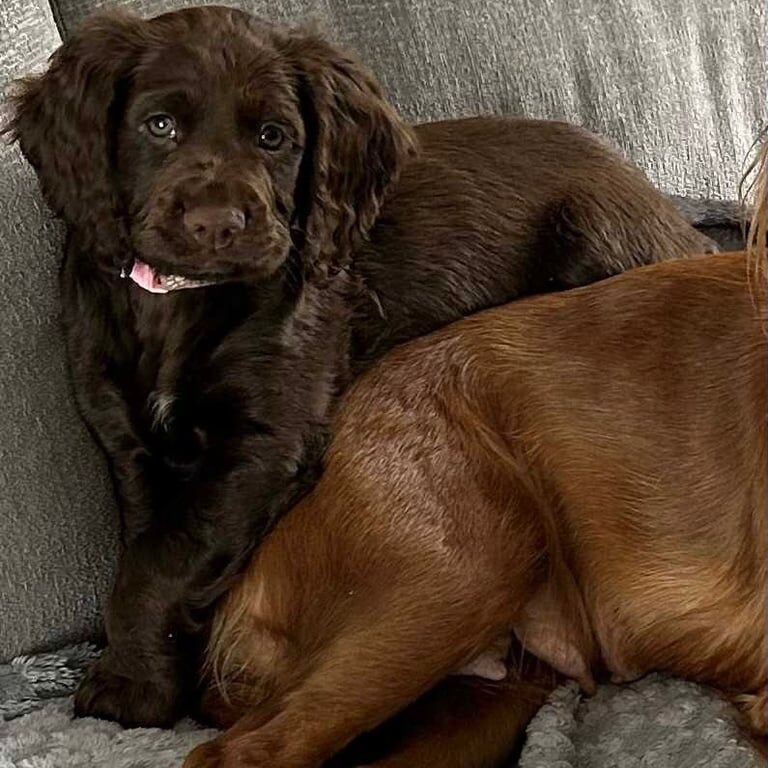 Cocker Spaniel puppies for sale in Forfar, Angus – KC registered, 8 weeks old