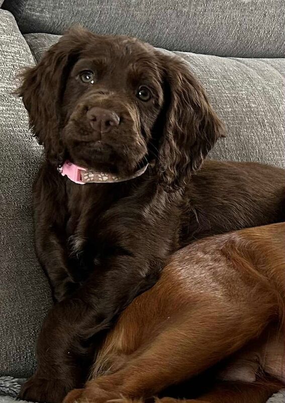 Cocker Spaniel puppies for sale in Forfar, Angus – KC registered, 8 weeks old - Image 2 of 3