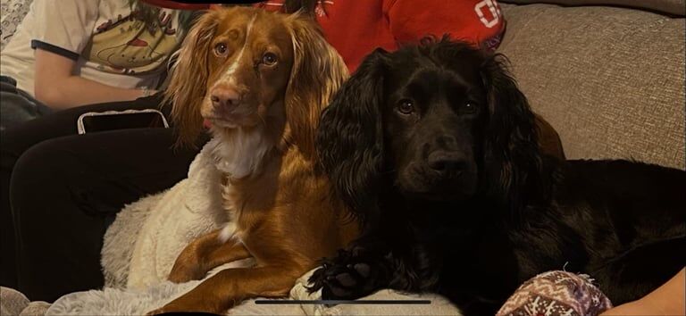 Cocker Spaniel puppies for sale in Forfar, Angus – KC registered, 8 weeks old - Image 3 of 3