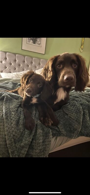 Cocker Spaniel puppies for sale in Reading, Berkshire – 4 months old