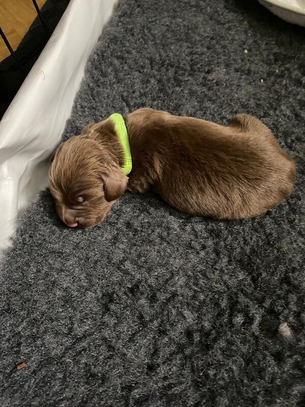 Chocolate working cocker spaniel puppies - Image 5 of 8