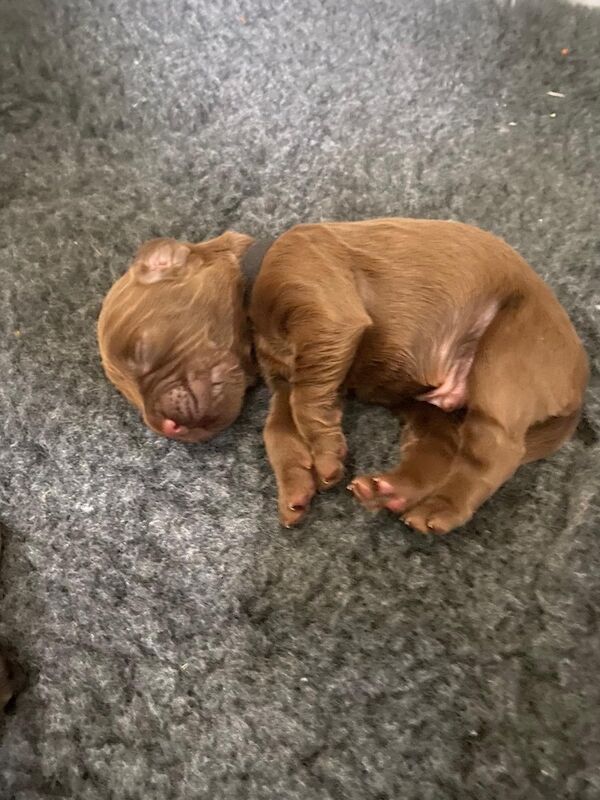 Chocolate working cocker spaniel puppies - Image 6 of 8