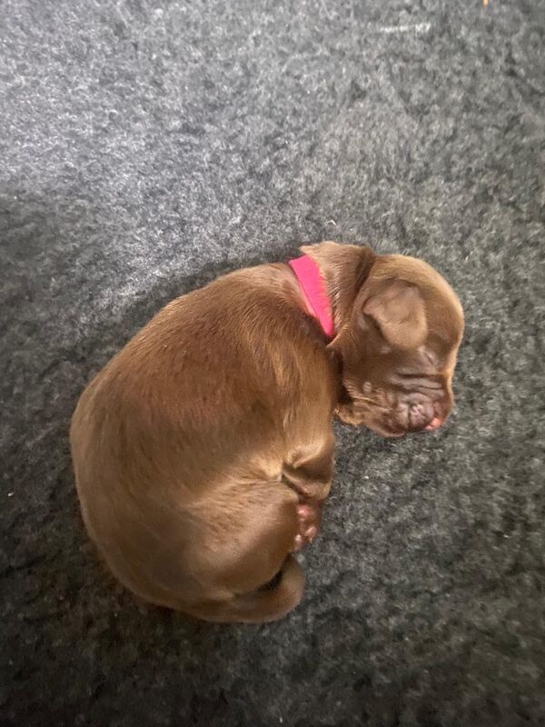 Chocolate working cocker spaniel puppies - Image 8 of 8