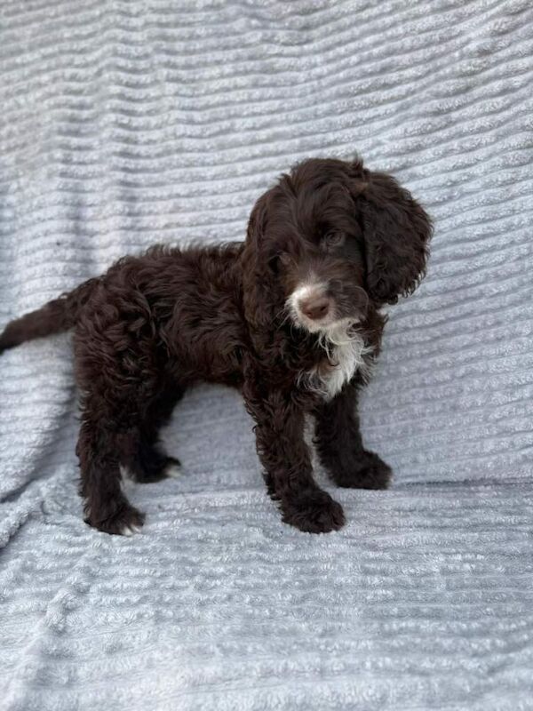 Chocolate cocker spaniel puppies - Image 3 of 5