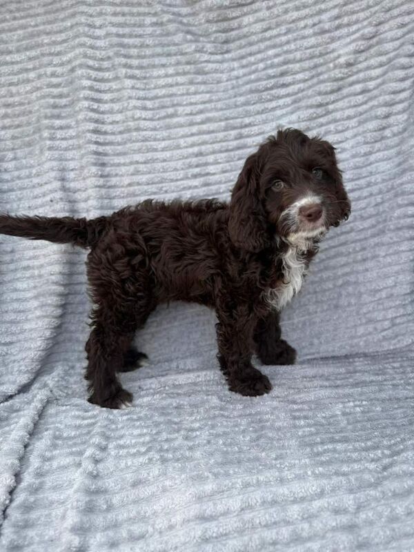 Chocolate cocker spaniel puppies - Image 5 of 5