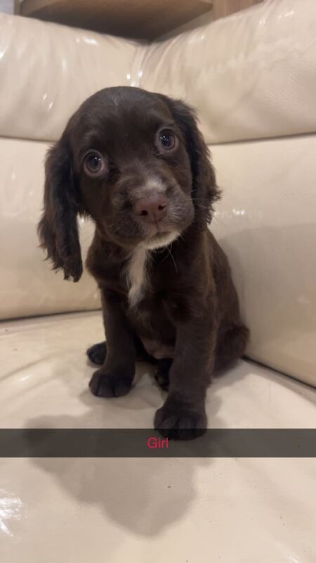 Cocker Spaniel puppies for sale in Merthyr Tydfil / Merthyr Tudful, Mid Glamorgan – 9 weeks old