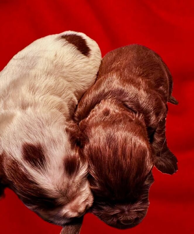 Cocker Spaniel puppies for sale in Liskeard, Cornwall – 11 months old - Image 2 of 3