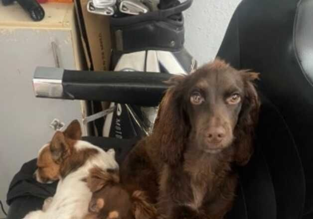 Cocker Spaniel puppies for sale in Poole, Dorset – 1 year old - Image 2 of 3