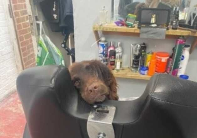 Cocker Spaniel puppies for sale in Poole, Dorset – 1 year old - Image 3 of 3