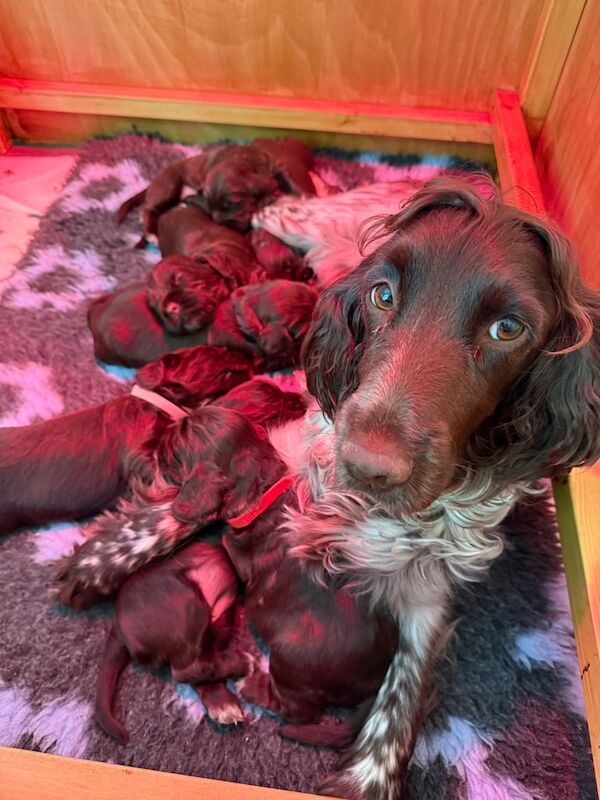 Chocolate Show Cocker Spaniel Puppies for sale in Aberdeenshire