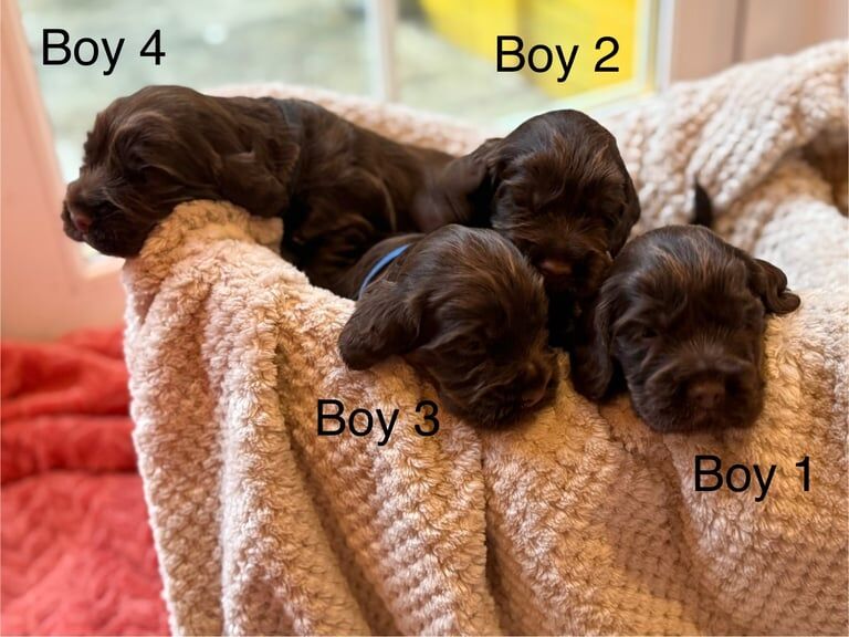 Chocolate Show Cocker Spaniel Puppies - Image 2 of 3