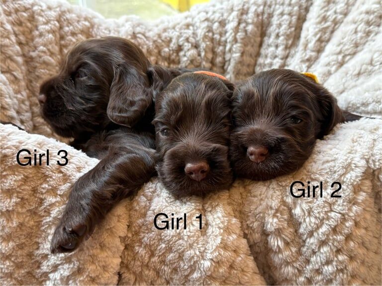Chocolate Show Cocker Spaniel Puppies - Image 3 of 3