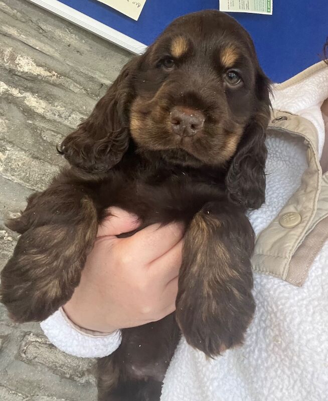 Chocolate & tan cocker puppies KC health tested