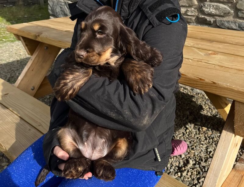 Kennel Club Registered Cocker Spaniel Puppies For Sale