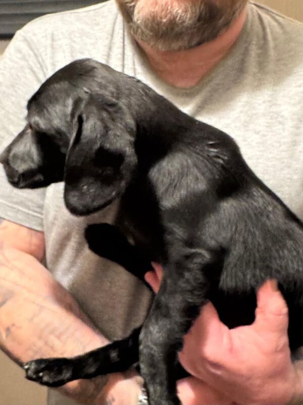 Cocker Spaniel puppies for sale in Coatbridge, Lanarkshire – 1 year old - Image 2 of 3