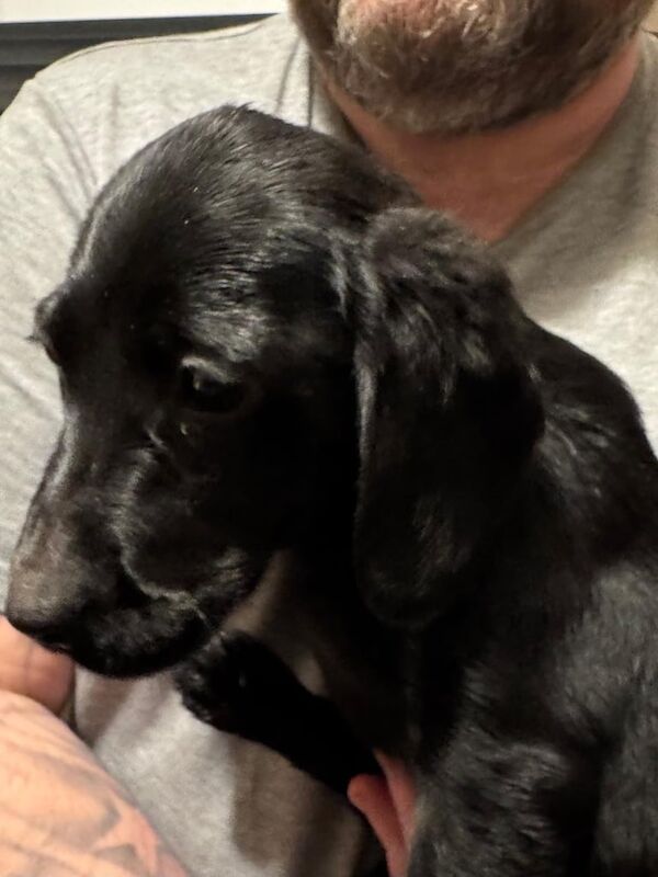 Cocker Spaniel puppies for sale in Coatbridge, Lanarkshire – 1 year old - Image 3 of 3