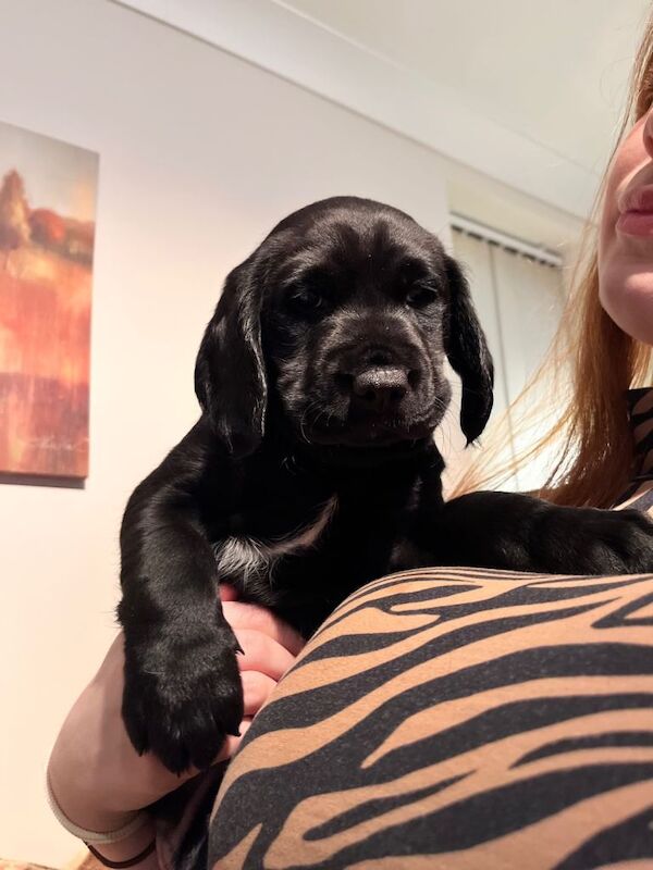 Cocker Spaniel puppies for sale in Sleaford, Lincolnshire – 10 weeks old