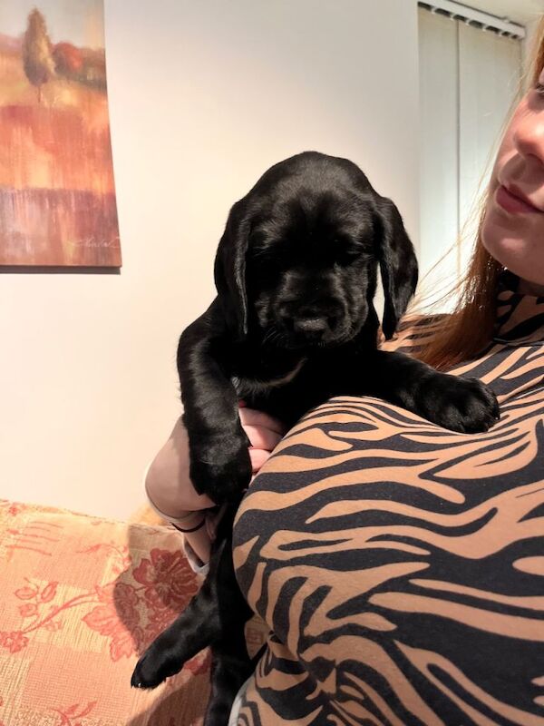 Cocker Spaniel puppies for sale in Sleaford, Lincolnshire – 10 weeks old - Image 2 of 4