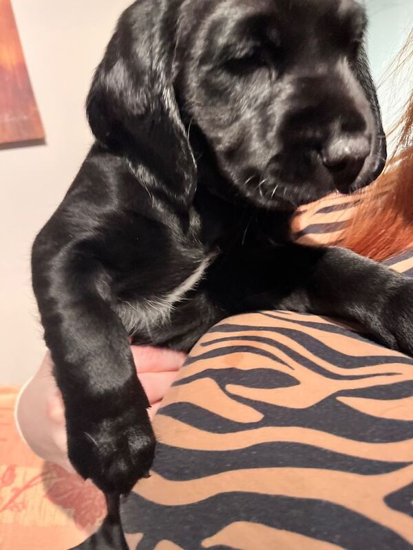 Cocker Spaniel puppies for sale in Sleaford, Lincolnshire – 10 weeks old - Image 3 of 4