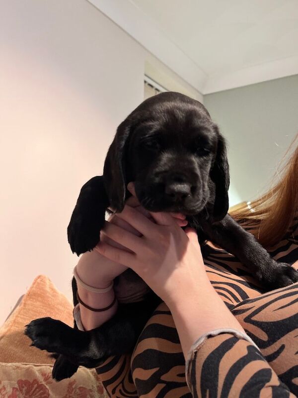 Cocker Spaniel puppies for sale in Sleaford, Lincolnshire – 10 weeks old - Image 4 of 4