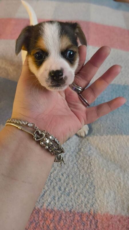 Cocker Spaniel puppies for sale in Beccles, Suffolk – 6 weeks old