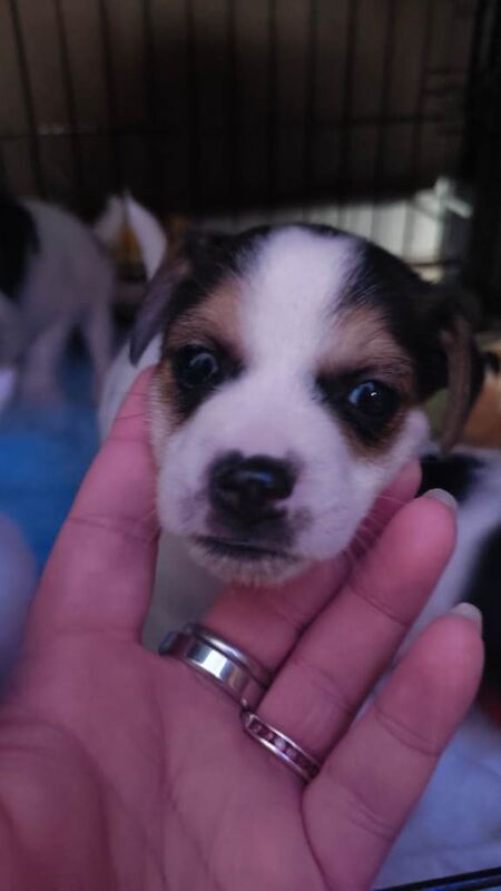 Cockajack x chihuahua puppies - Image 2 of 5