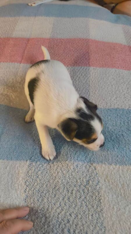 Cockajack x chihuahua puppies - Image 3 of 5