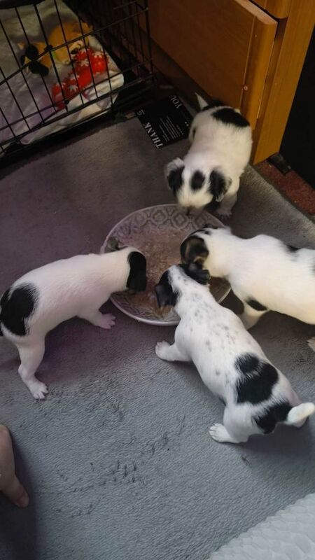 Cockajack x chihuahua puppies - Image 4 of 5