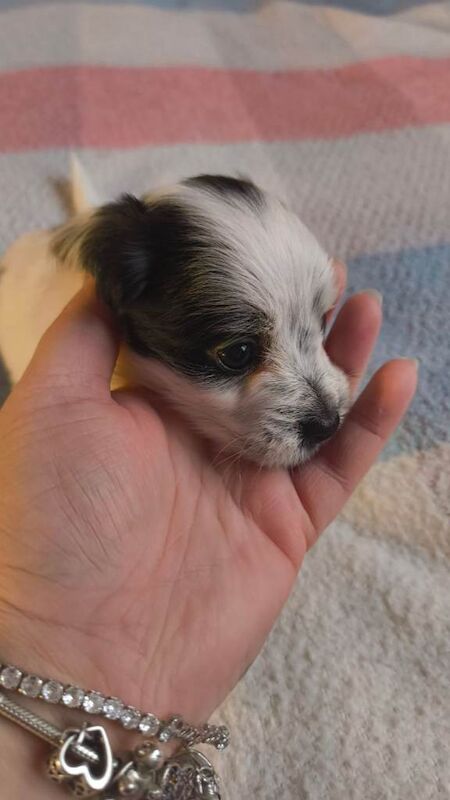 Cockajack x chihuahua puppies - Image 5 of 5