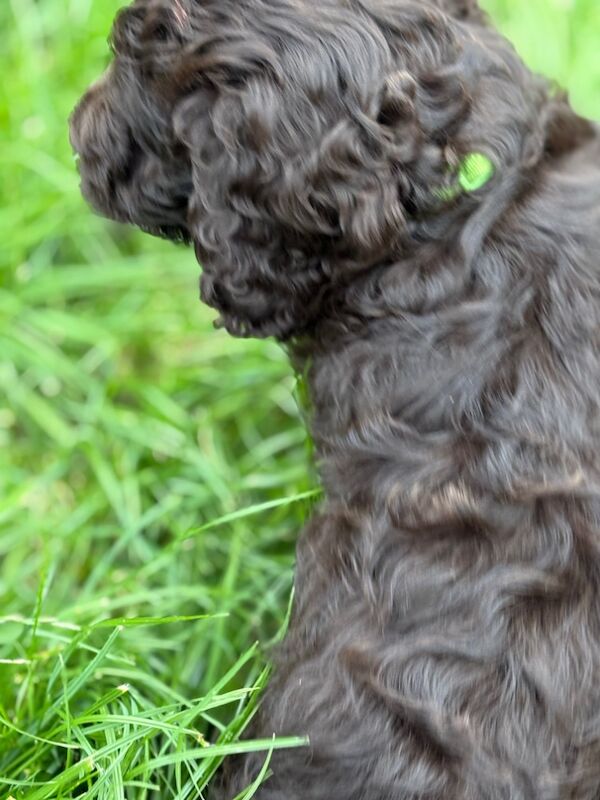 Cocker Spaniel puppies for sale in Gretna, Dumfries – 8 weeks old - Image 12 of 15