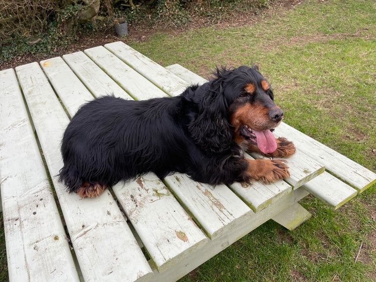 Cocker Bitch Tricolour Working or Outdoor Pet for sale in Donaghadee, County Down