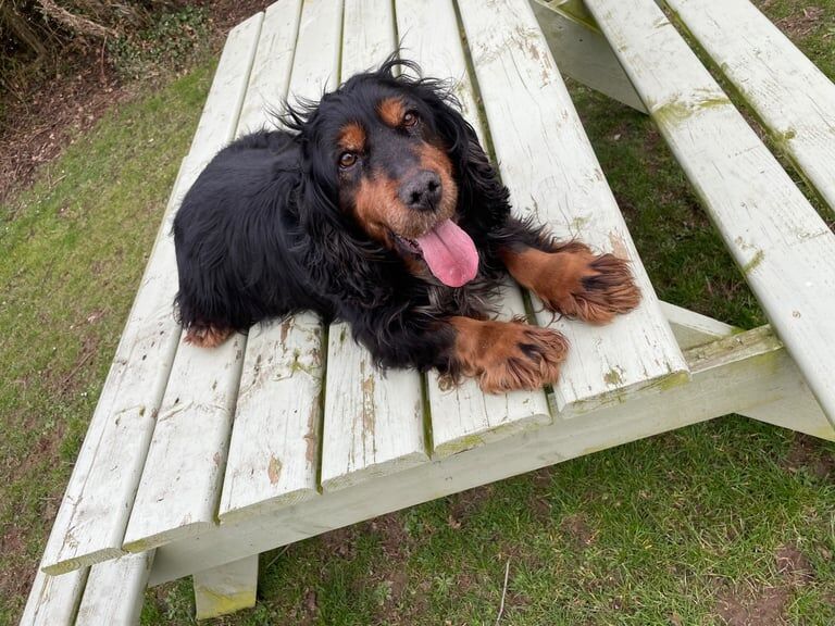 Cocker Spaniel puppies for sale in Donaghadee, County Down – 8 years old - Image 2 of 3