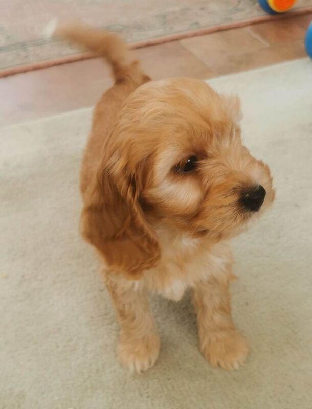 Cocker Spaniel puppies for sale in Lisnaskea, County Fermanagh – 8 weeks old - Image 2 of 6