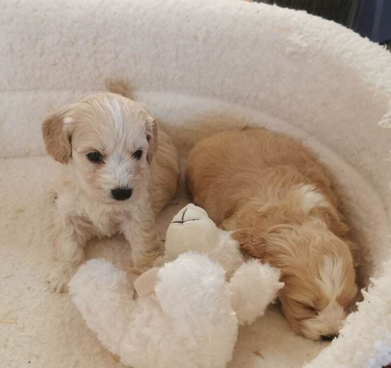 Cocker Spaniel puppies for sale in Lisnaskea, County Fermanagh – 8 weeks old - Image 3 of 6