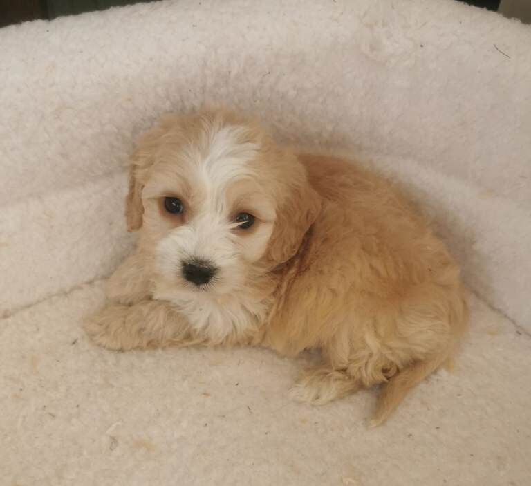 Cocker Spaniel puppies for sale in Lisnaskea, County Fermanagh – 8 weeks old - Image 4 of 6