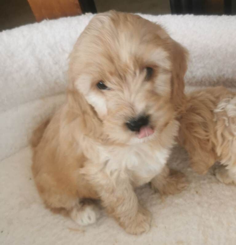 Cocker Spaniel puppies for sale in Lisnaskea, County Fermanagh – 8 weeks old - Image 5 of 6