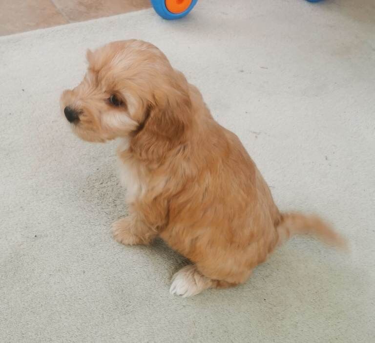 Cocker Spaniel puppies for sale in Lisnaskea, County Fermanagh – 8 weeks old - Image 6 of 6