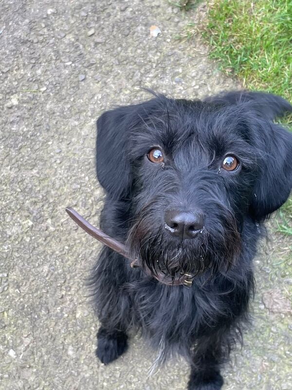 Cocker Spaniel puppies for sale in Londonderry, County Londonderry – 1 year old - Image 3 of 3