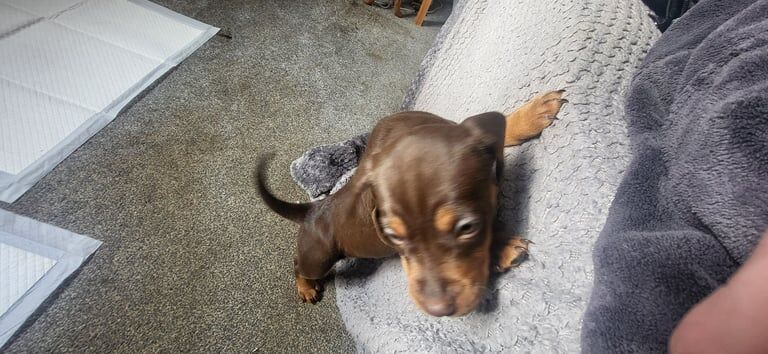 Cocker Spaniel puppies for sale in York, North Yorkshire – 1 year old - Image 2 of 3