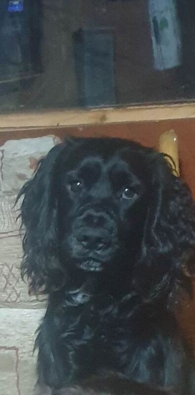 Cocker dog