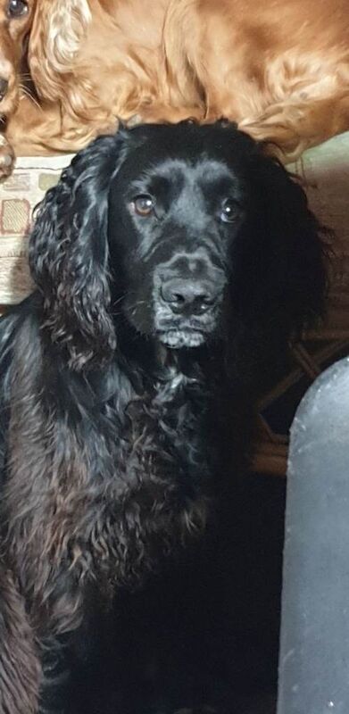 Cocker dog - Image 2 of 2